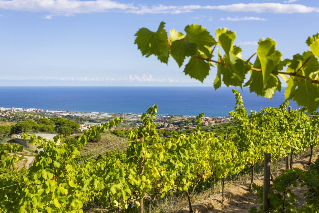Admirar el mar y los viñedos, en Alella – Hans Geel / Shutterstock